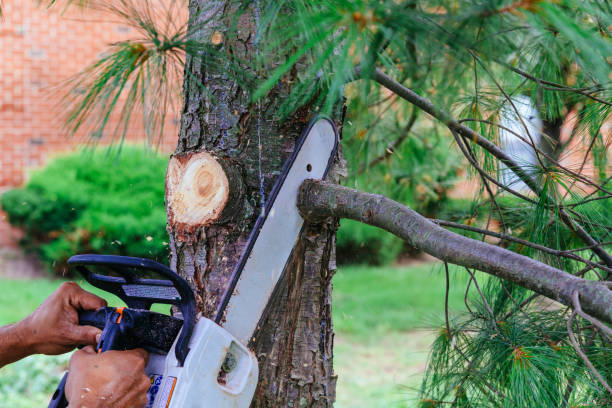 How Our Tree Care Process Works  in Mont Belvieu, TX